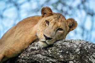 Lincoln Park Zoo Lion