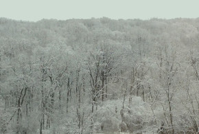 Snow Trees Chicago